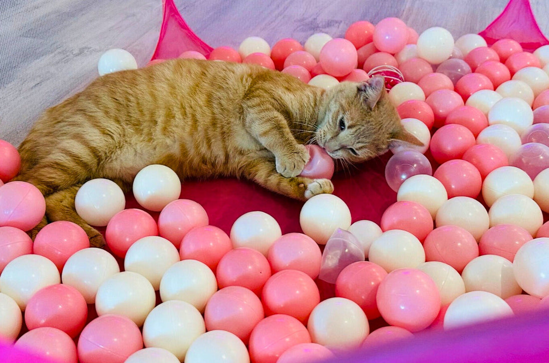 Cat Cafe Maui: Where Feline Friends and Coffee Collide