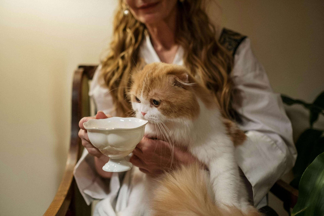 Common Cat Feeding Mistakes Even Loving Owners Make