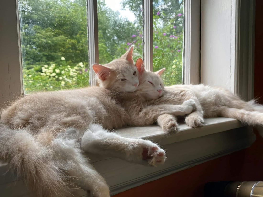 Adopting Two Kittens: What Shelters Wish More People Knew Before Bringing One Home