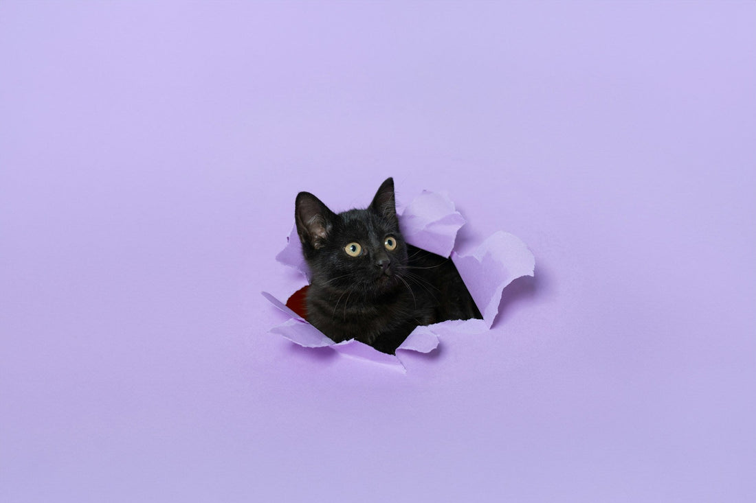 Best Cat Toys for Indoor Cats