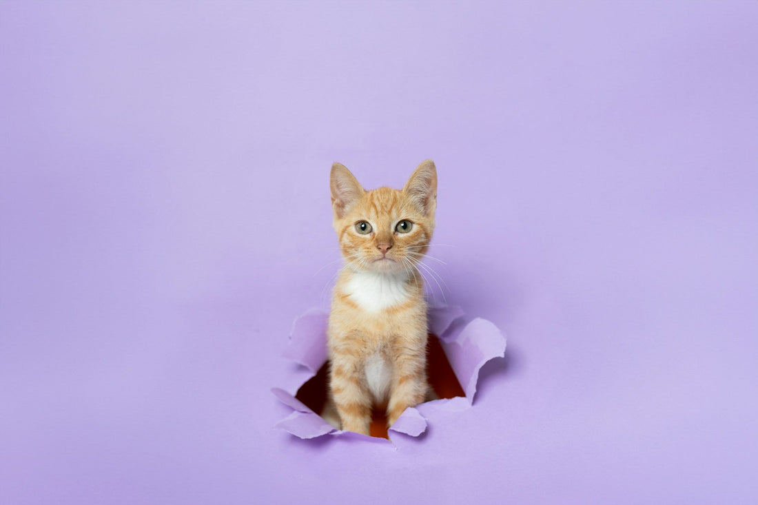 110 Color Inspired Cat Names