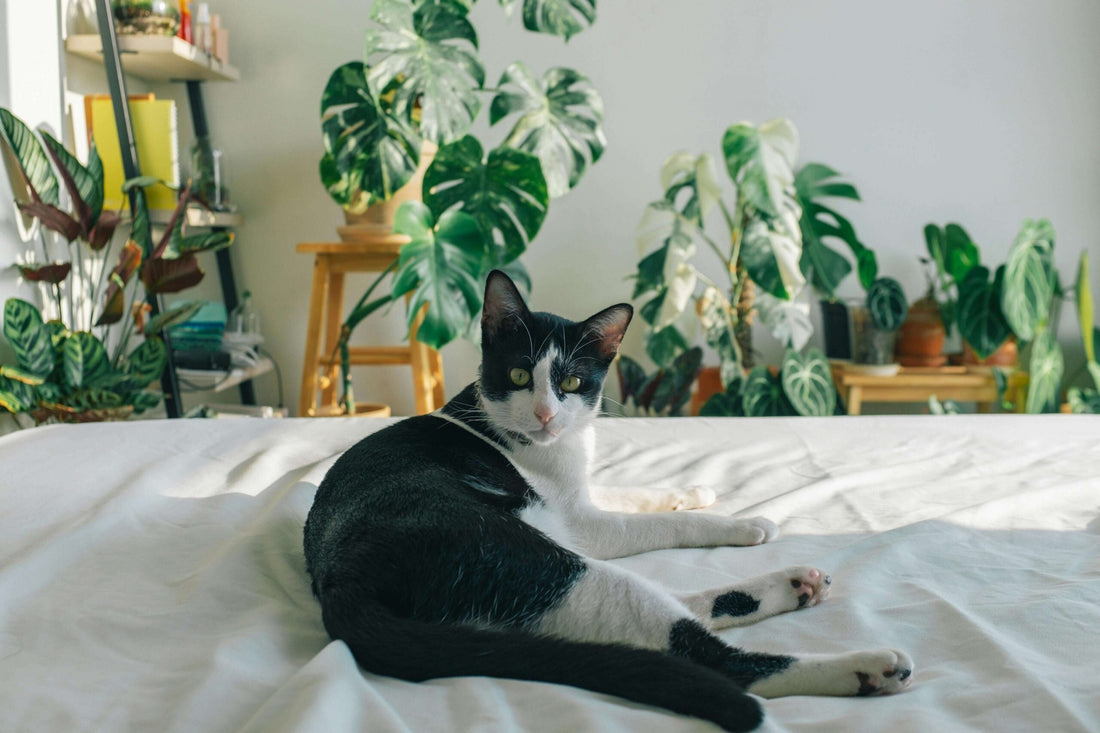 10 Cat-Friendly Houseplants That Won’t Harm Your Dog Either