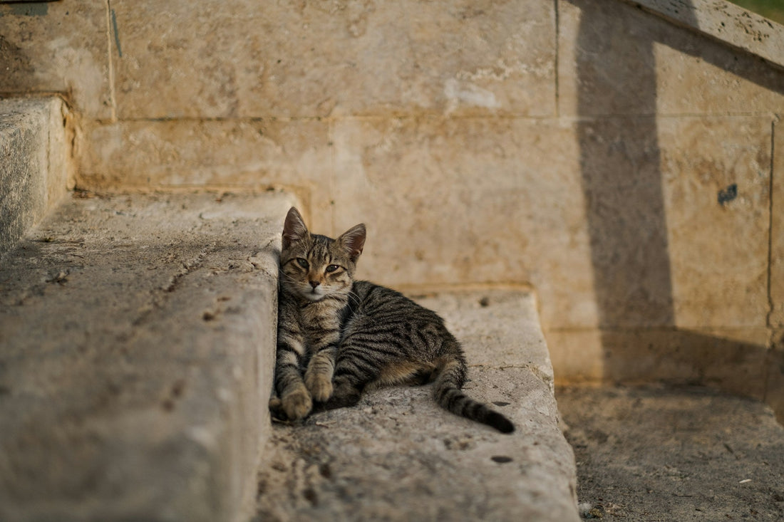 7 Simple Ways to Help Community Cats and Stray Cats