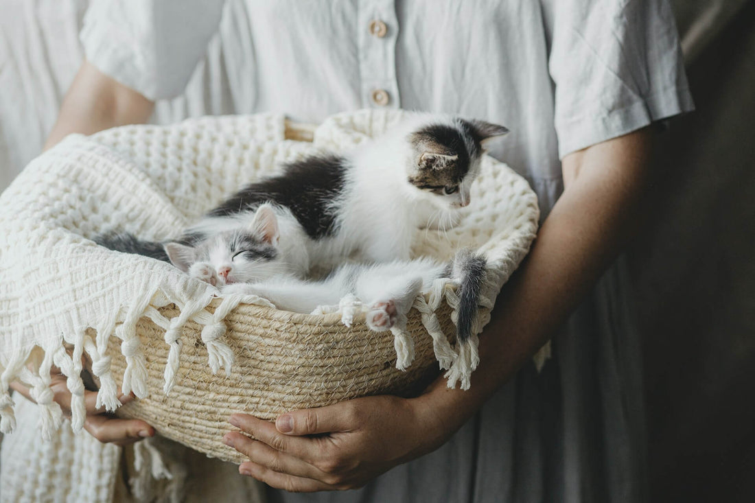 Cat Names in 2025: Trends, Inspirations, and What’s Quietly Disappearing