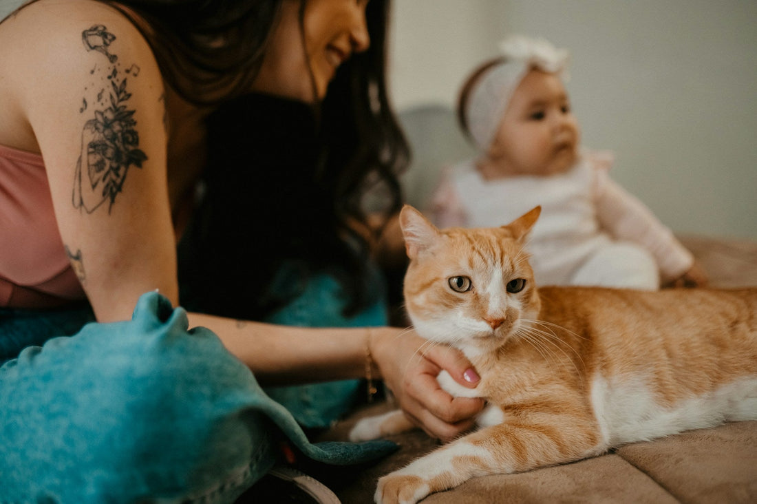 New Cat Checklist: Everything You Need Before Bringing Your Cat Home