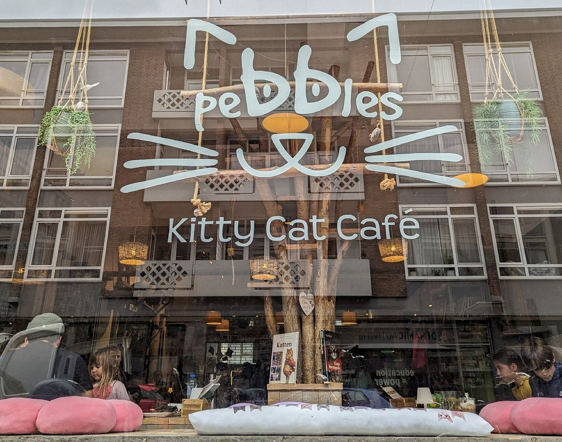 Pebbles Kitty Cat Café in Rotterdam