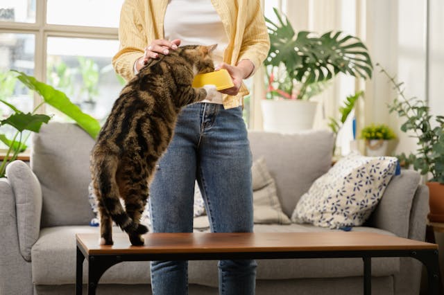 Your Cat Suddenly Hates Their Food? New Study Explains Why